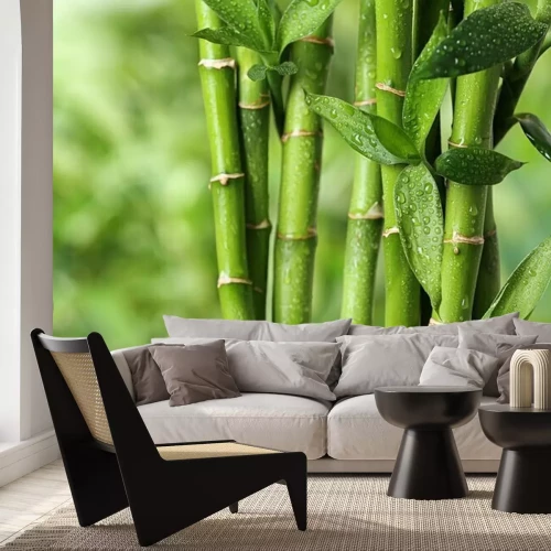 Papier peint  Beautiful green bamboo stems on blurred background