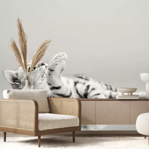 Papier peint  One grey stripy beautiful little kitten