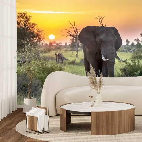 Papier peint  Eléphant ciel orange