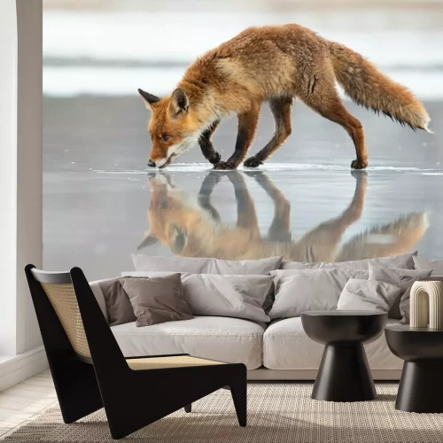 Papier peint  The red fox (Vulpes vulpes) is the largest of the true foxes and one of the most widely distributed members of the order Carnivora