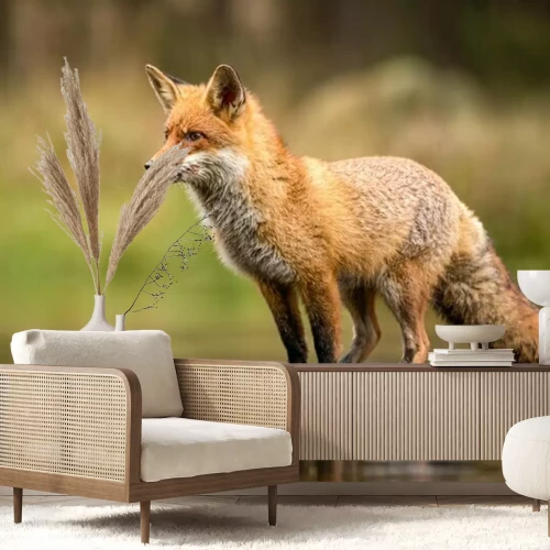 Papier peint  Beautiful red fox standing on a few stones over the water surface. Very focused on its prey. Pure natural wildlife photo. Ready to hunt.