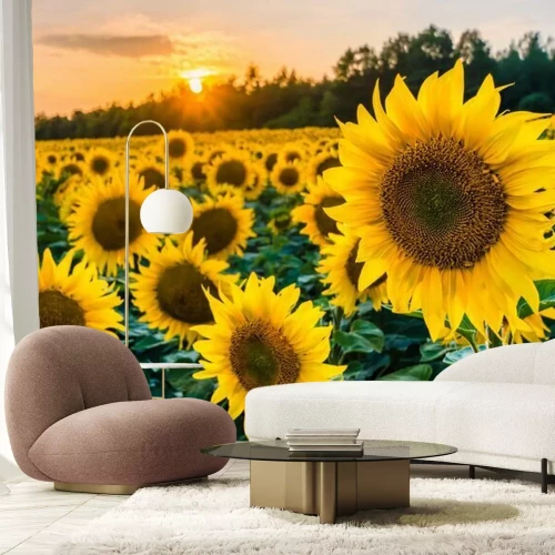 Papier peint  Champ de tournesols et soleil couchant