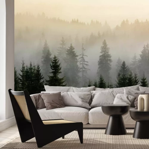 Papier peint  Matin brumeux au-dessus d'une forêt de pins