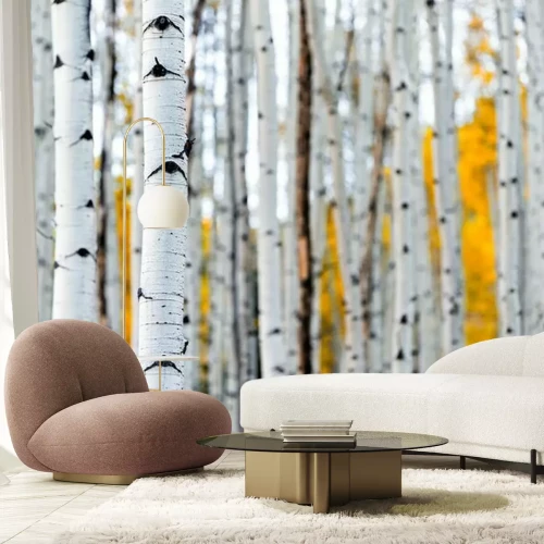 Papier peint  Colorado mountains foliage in autumn fall on Castle Creek scenic road with colorful yellow leaves on american aspen trees trunks forest in foreground