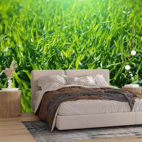 Papier peint  L'herbe au matin