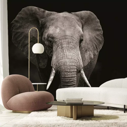 Papier peint  Tête d'éléphant