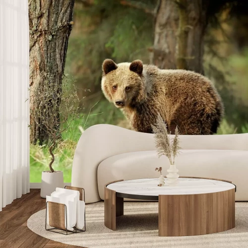 Papier peint  Ours brun dans la forêt