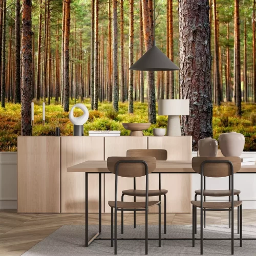 Papier peint  Beautiful Latvian forest landscape in autumn colors.  Amazing sea side Pine tree forests with fresh and soft moss ground.