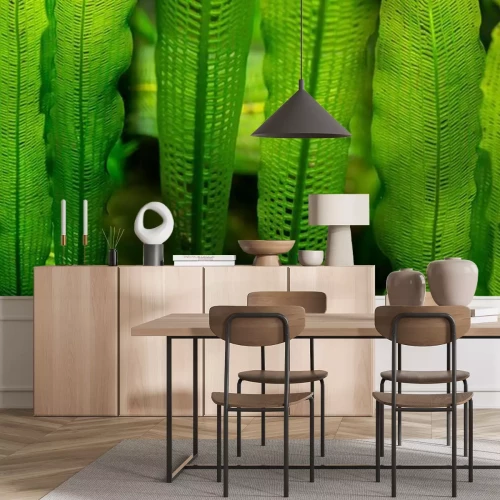 Sticker  Aponogeton madagascariensis aquarium plant close up