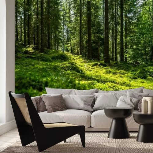 Papier peint  Forêt verte suédoise avec de la mousse