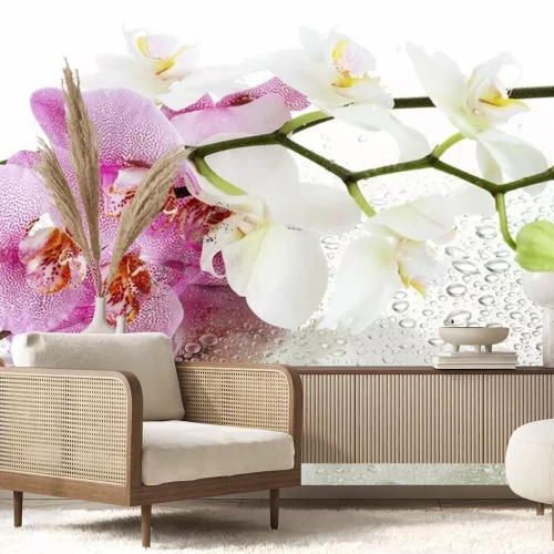 Papier peint  Orchidées et gouttes d'eau