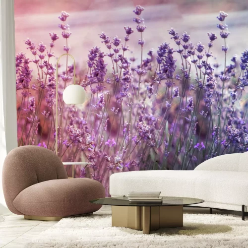 Papier peint  Creatve toned laveder field. Beautiful detail of scented lavender flowers field