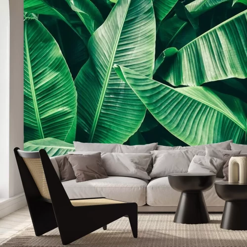 Papier peint  Tropical leaf, lush green banana foliage in rainforest, nature background