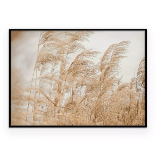 Poster  Des graminées ornementales beiges ondulent au vent