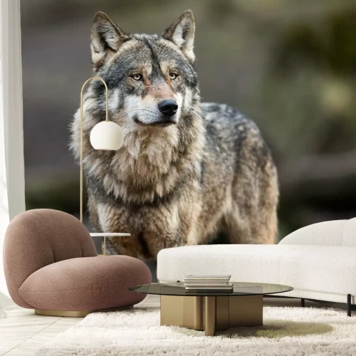 Papier peint  Portrait d'un loup gris dans la forêt