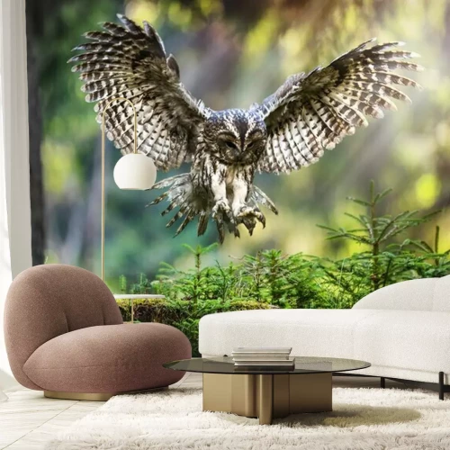 Papier peint  Tawny owl in flight (strix aluco), Action flying scene from the deep dark forest with common owls.