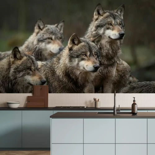 Papier peint  Loups gris dans la meute
