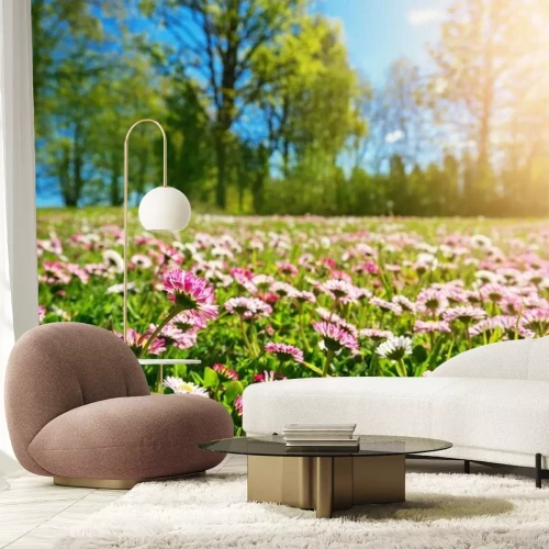 Papier peint  Pâquerettes printanières par une journée ensoleillée