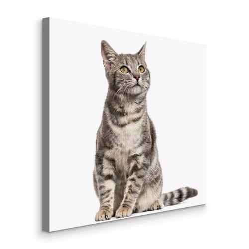 Tableau  Grey stripped mixed-breed cat sitting, on white