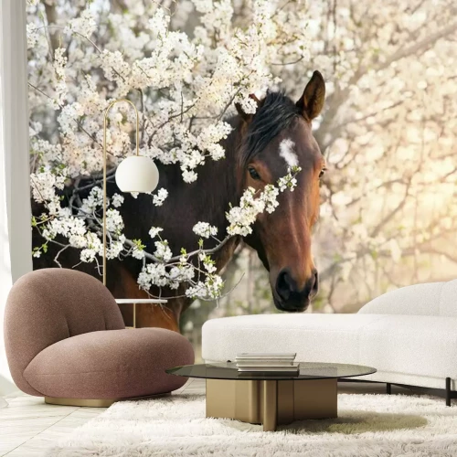 Papier peint  Bay stallion portrait on spring blossom tree