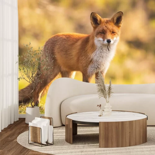 Papier peint  Wild red fox vulpes vulpes
