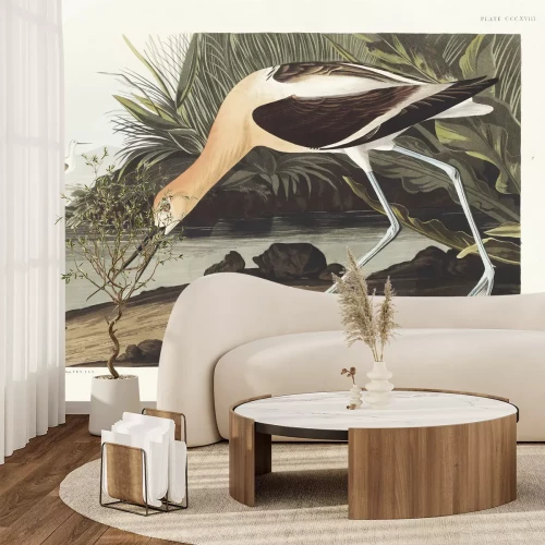 Papier peint  Avocette d'Amérique