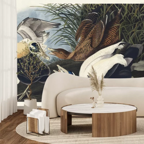 Papier peint  Eider à duvet