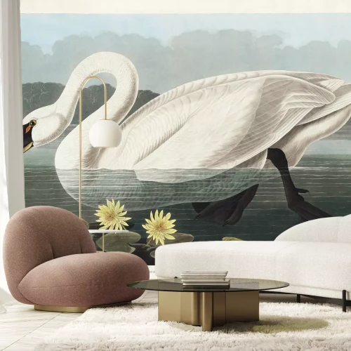 Papier peint  Cygne tuberculé