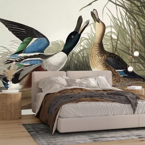 Papier peint  Canard souchet