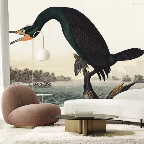 Papier peint  Cormoran à aigrettes