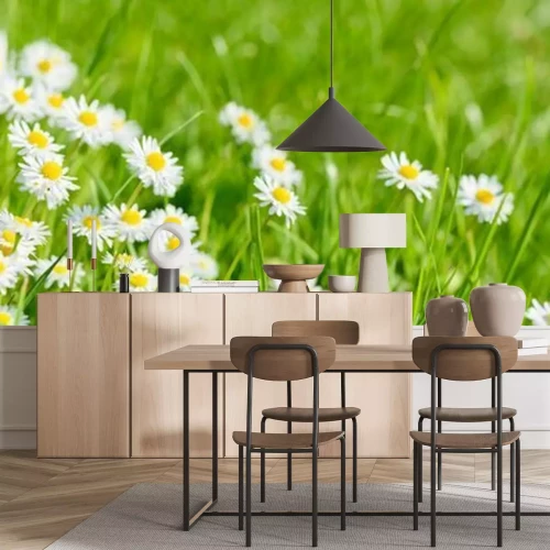 Papier peint  Pâquerettes sur l'herbe verte