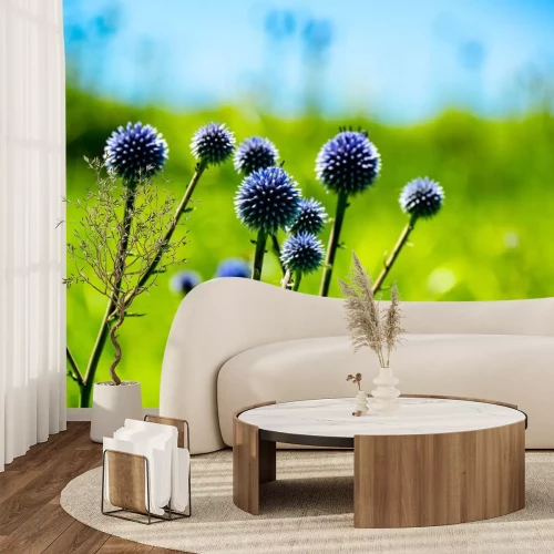 Sticker  瀬の本高原のヒゴタイ