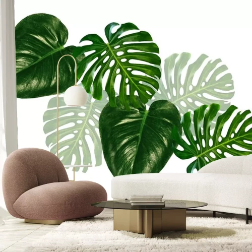 Sticker  Feuilles de monstera vert foncé foncé