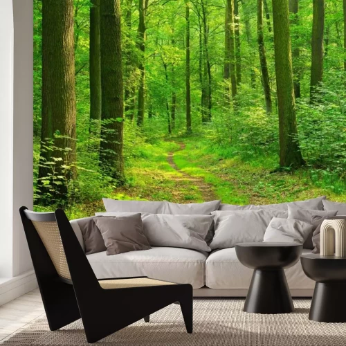 Papier peint  Forêt de feuillus et chemin
