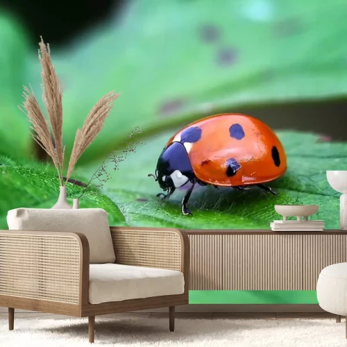 Sticker  Gros plan d’une coccinelle sur une feuille verte