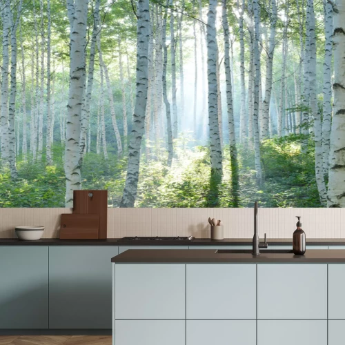 Papier peint  White Birch Forest in Summer, Panoramic View