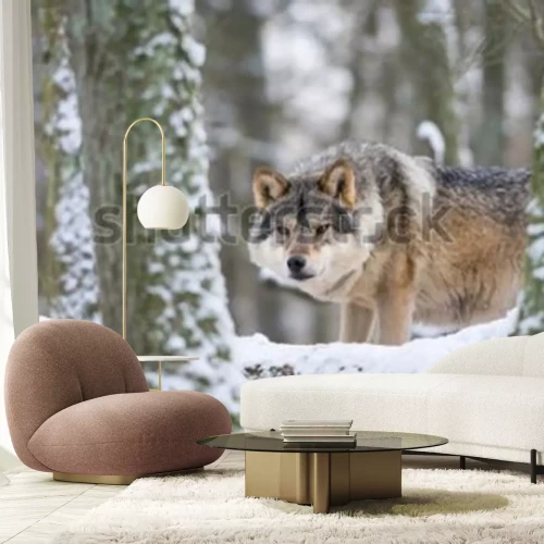 Papier peint  European grey wolf