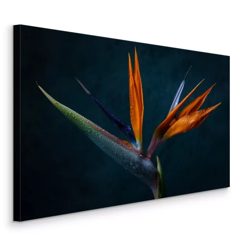 Tableau  Strelitzia en fleur, gros plan