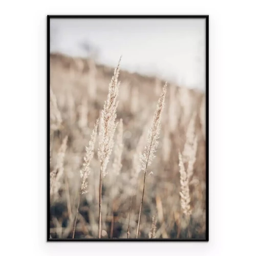 Poster  Gros plan sur les délicats plumets d'herbe de la pampa