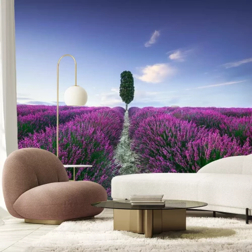 Papier peint  Champs de lavande en Toscane