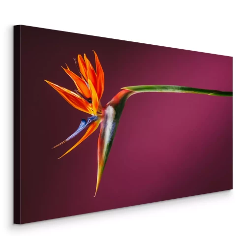 Tableau  Fleur d'oiseau de paradis Strelitzia sur fond rose foncé