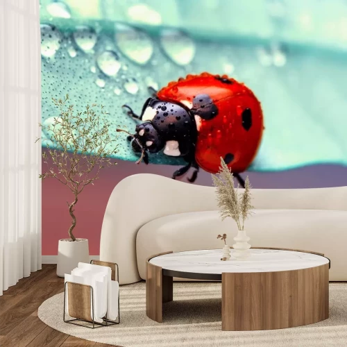 Sticker  Photo macro d'une coccinelle sur une feuille avec des gouttes de pluie