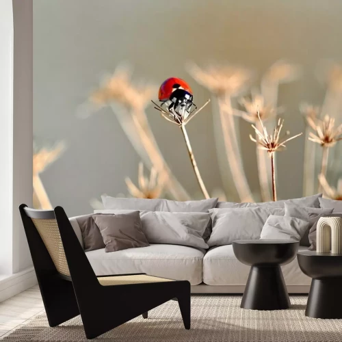 Sticker  Coccinelle sur une fleur séchée