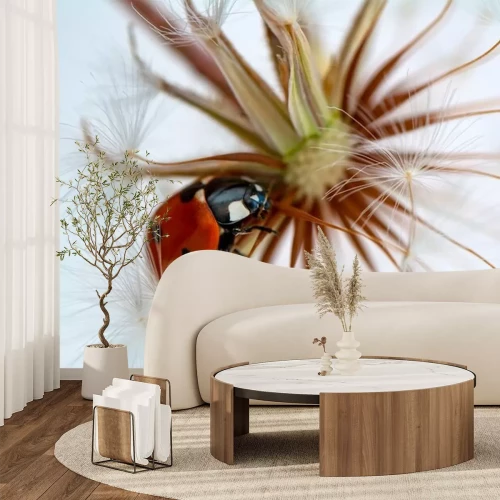 Sticker  Superbe coccinelle assise sur un pissenlit