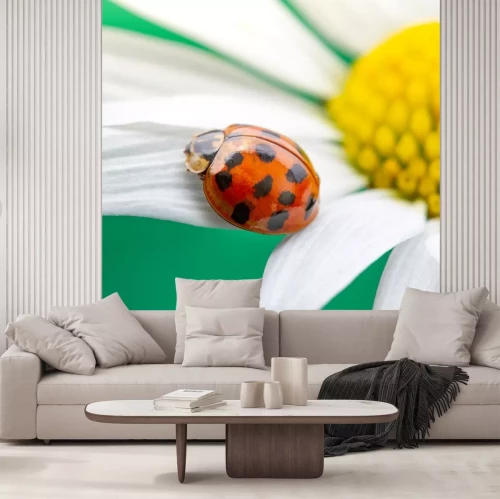 Sticker  Coccinelle rouge sur une fleur de camomille