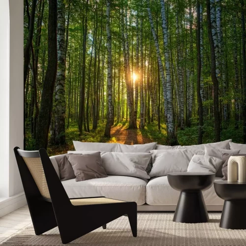 Papier peint  A path in a birch grove at dawn, the rising sun in the center