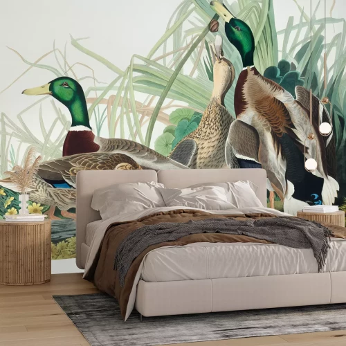 Papier peint  Anas platyrhynchos