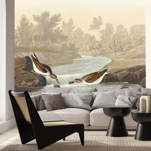 Papier peint  Calidris minutilla