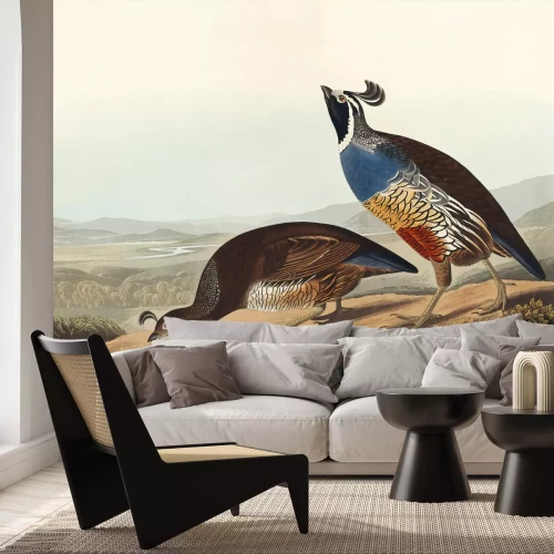 Papier peint  Callipepla californica