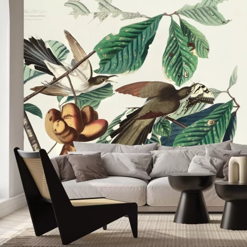 Papier peint  Coccyzus americanus